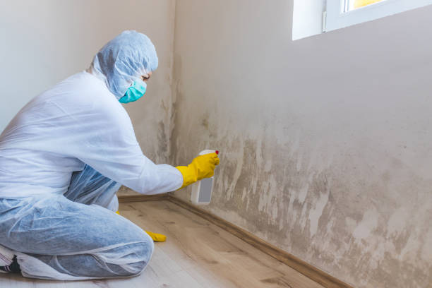Licensed Mold Testing service in Lewisville, NC - WQB Mold Removal